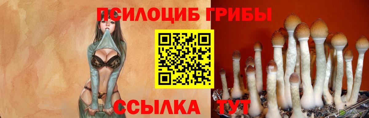 дарнет шоп  Вход с VPN  Шумерля  Псилоцибиновые грибы прущие грибы 